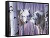 White Wolves by Birch-Rusty Frentner-Framed Stretched Canvas