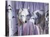 White Wolves by Birch-Rusty Frentner-Stretched Canvas