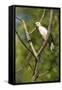 White Woodpecker-Joe McDonald-Framed Stretched Canvas