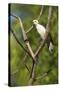 White Woodpecker-Joe McDonald-Stretched Canvas