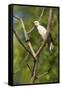 White Woodpecker-Joe McDonald-Framed Stretched Canvas