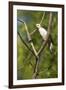 White Woodpecker-Joe McDonald-Framed Photographic Print