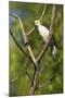 White Woodpecker-Joe McDonald-Mounted Photographic Print