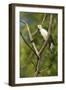 White Woodpecker-Joe McDonald-Framed Photographic Print