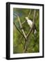 White Woodpecker-Joe McDonald-Framed Photographic Print