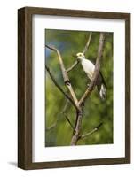 White Woodpecker-Joe McDonald-Framed Photographic Print