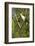 White Woodpecker-Joe McDonald-Framed Photographic Print