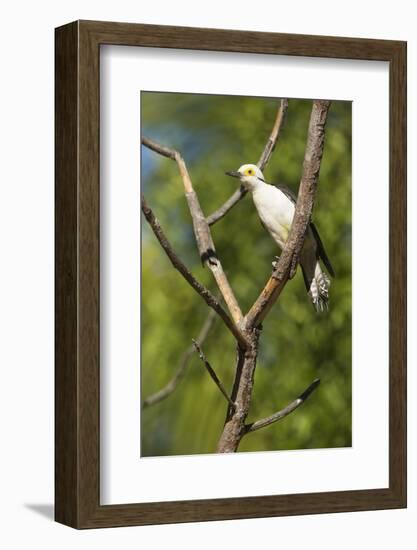 White Woodpecker-Joe McDonald-Framed Photographic Print