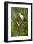 White Woodpecker-Joe McDonald-Framed Photographic Print