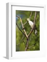 White Woodpecker-Joe McDonald-Framed Photographic Print