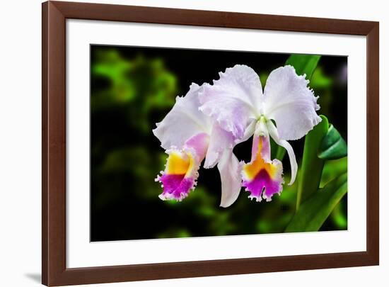 White, Yellow and Fuchsia Orchids-Don Spears-Framed Art Print