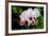 White, Yellow and Fuchsia Orchids-Don Spears-Framed Art Print