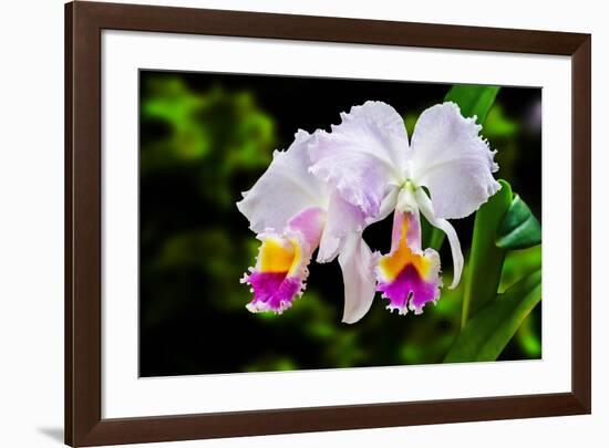 White, Yellow and Fuchsia Orchids-Don Spears-Framed Art Print