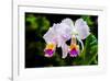 White, Yellow and Fuchsia Orchids-Don Spears-Framed Art Print