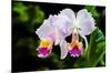 White, Yellow and Fuchsia Orchids-Don Spears-Mounted Art Print