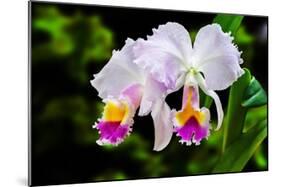 White, Yellow and Fuchsia Orchids-Don Spears-Mounted Art Print