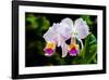 White, Yellow and Fuchsia Orchids-Don Spears-Framed Art Print