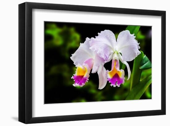 White, Yellow and Fuchsia Orchids-Don Spears-Framed Art Print