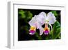 White, Yellow and Fuchsia Orchids-Don Spears-Framed Art Print