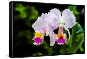 White, Yellow and Fuchsia Orchids-Don Spears-Framed Stretched Canvas