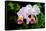 White, Yellow and Fuchsia Orchids-Don Spears-Framed Stretched Canvas