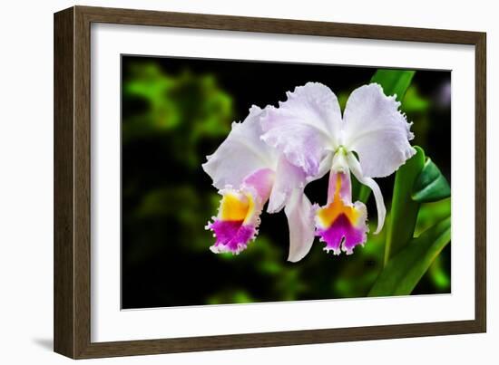 White, Yellow and Fuchsia Orchids-Don Spears-Framed Art Print