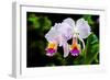 White, Yellow and Fuchsia Orchids-Don Spears-Framed Art Print