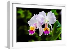 White, Yellow and Fuchsia Orchids-Don Spears-Framed Art Print