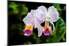 White, Yellow and Fuchsia Orchids-Don Spears-Mounted Art Print