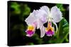 White, Yellow and Fuchsia Orchids-Don Spears-Stretched Canvas