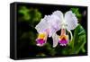 White, Yellow and Fuchsia Orchids-Don Spears-Framed Stretched Canvas