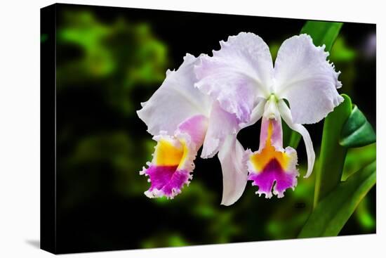 White, Yellow and Fuchsia Orchids-Don Spears-Stretched Canvas