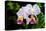 White, Yellow and Fuchsia Orchids-Don Spears-Stretched Canvas