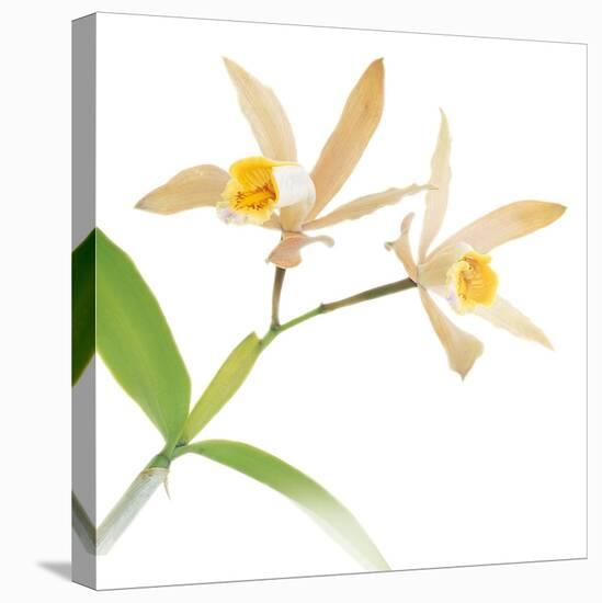 White Yellow Daffodil-null-Stretched Canvas