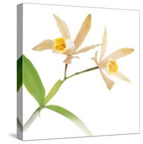 White Yellow Daffodil-null-Stretched Canvas