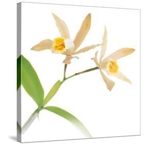 White Yellow Daffodil-null-Stretched Canvas