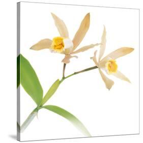 White Yellow Daffodil-null-Stretched Canvas