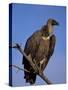 Whitebacked Vulture (Gyps Africanus), Etosha National Park, Namibia, Africa-Steve & Ann Toon-Stretched Canvas