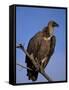 Whitebacked Vulture (Gyps Africanus), Etosha National Park, Namibia, Africa-Steve & Ann Toon-Framed Stretched Canvas