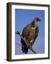 Whitebacked Vulture (Gyps Africanus), Etosha National Park, Namibia, Africa-Steve & Ann Toon-Framed Photographic Print