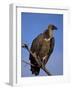 Whitebacked Vulture (Gyps Africanus), Etosha National Park, Namibia, Africa-Steve & Ann Toon-Framed Photographic Print