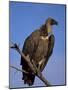 Whitebacked Vulture (Gyps Africanus), Etosha National Park, Namibia, Africa-Steve & Ann Toon-Mounted Photographic Print