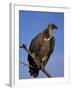 Whitebacked Vulture (Gyps Africanus), Etosha National Park, Namibia, Africa-Steve & Ann Toon-Framed Photographic Print