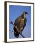 Whitebacked Vulture (Gyps Africanus), Etosha National Park, Namibia, Africa-Steve & Ann Toon-Framed Photographic Print