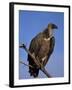 Whitebacked Vulture (Gyps Africanus), Etosha National Park, Namibia, Africa-Steve & Ann Toon-Framed Photographic Print