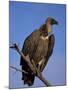 Whitebacked Vulture (Gyps Africanus), Etosha National Park, Namibia, Africa-Steve & Ann Toon-Mounted Photographic Print