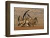 Whitebacked vulture (Gyps africanus) fighting over food, Zimanga game reserve, KwaZulu-Natal-Ann and Steve Toon-Framed Photographic Print