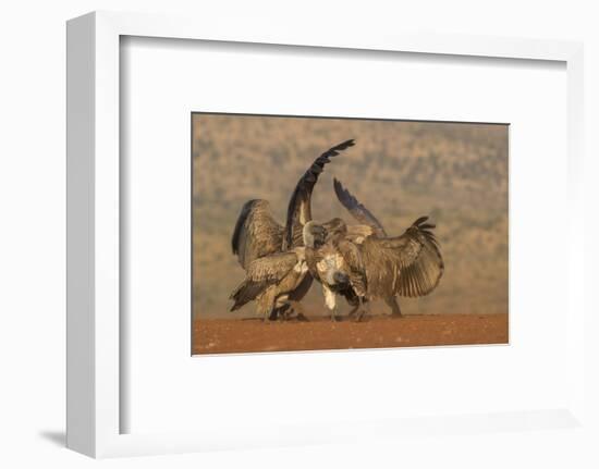 Whitebacked vulture (Gyps africanus) fighting over food, Zimanga game reserve, KwaZulu-Natal-Ann and Steve Toon-Framed Photographic Print