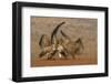 Whitebacked vulture (Gyps africanus) fighting over food, Zimanga game reserve, KwaZulu-Natal-Ann and Steve Toon-Framed Photographic Print