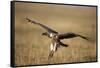 Whitebacked Vulture Landing Near Carcass During Serengeti Migration-Paul Souders-Framed Stretched Canvas